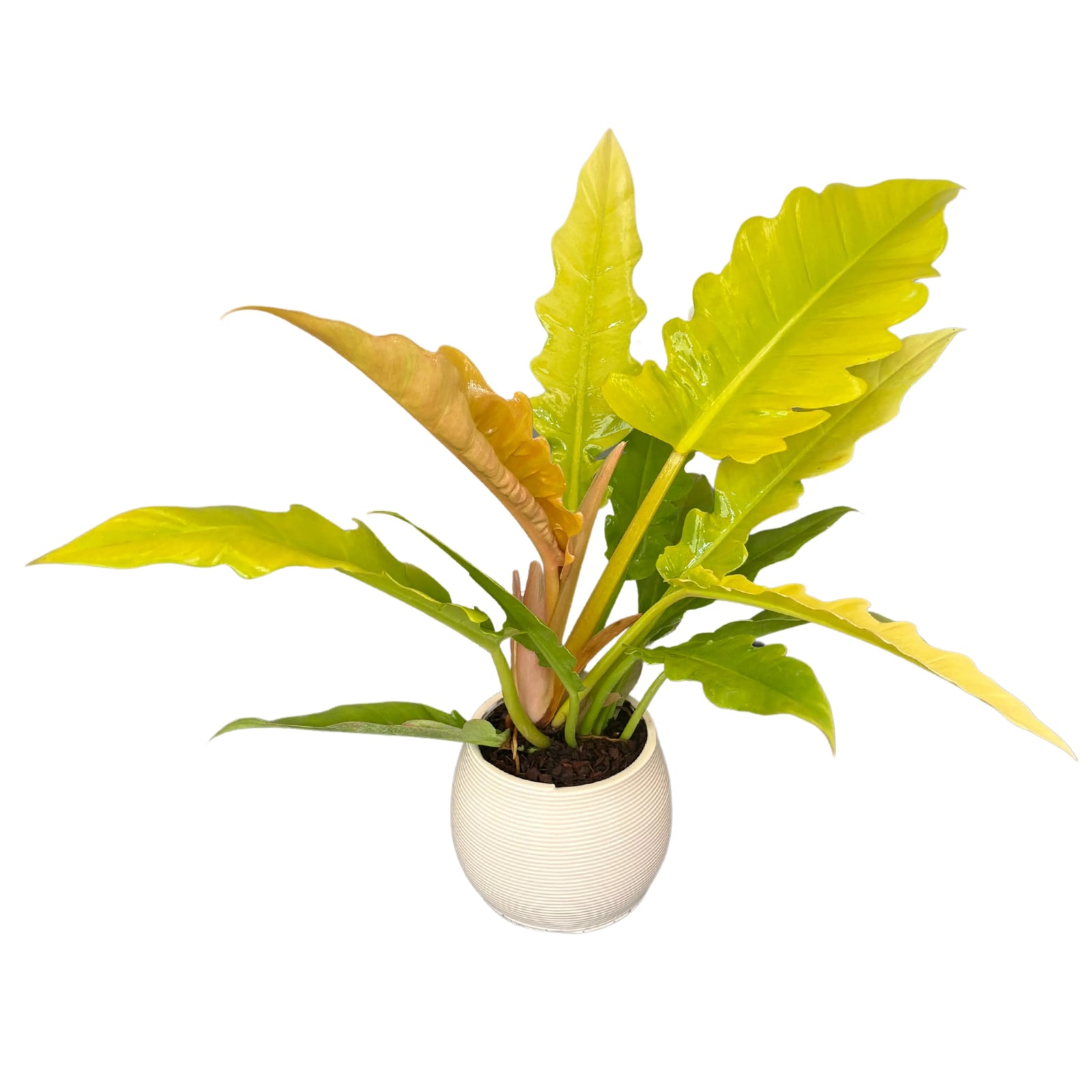 Philodendron Ring of Fire - pianta in vaso ceramica bianca, vista frontale