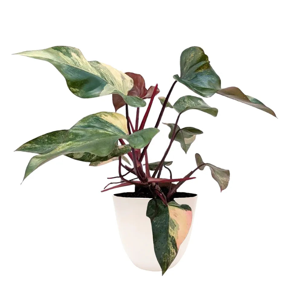 Philodendron Pink Princess H.60 cm - pianta con foglie variegate rosa in vaso bianco