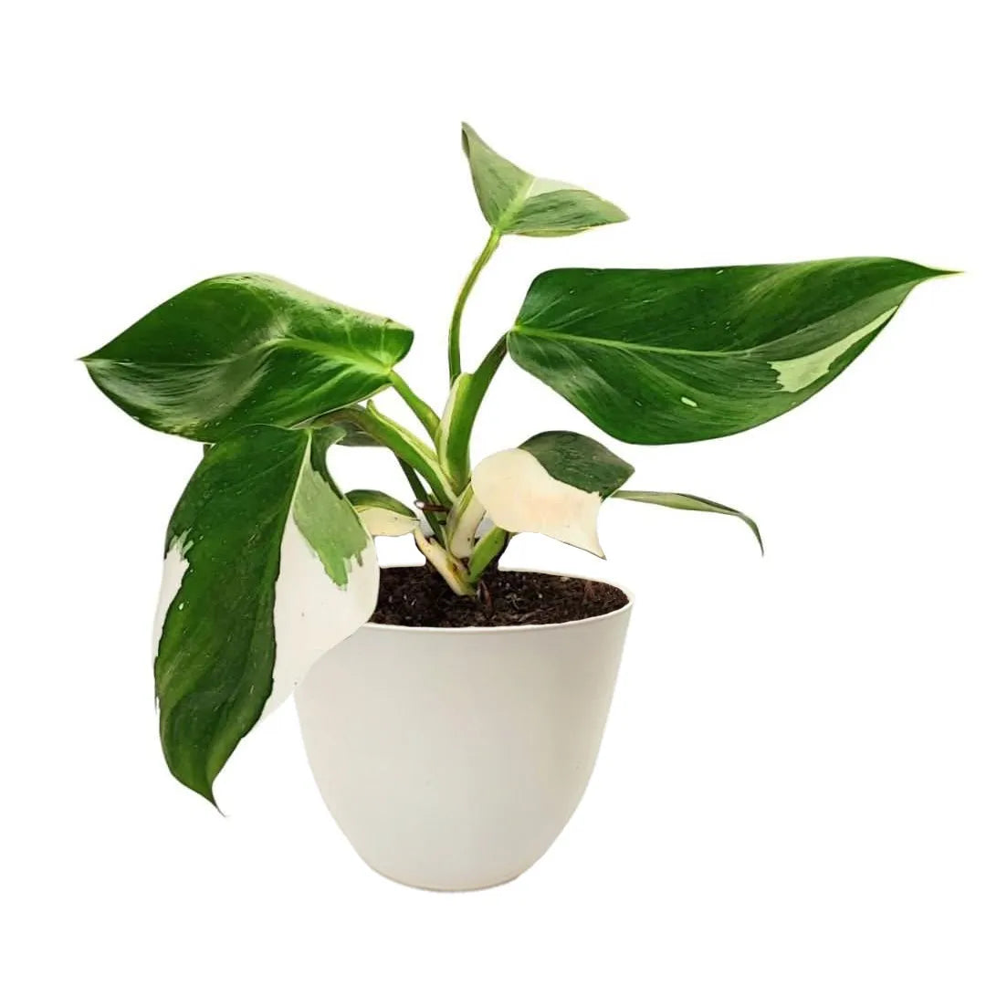 Philodendron White Wave variegato - pianta da interno con foglie verdi e bianche in vaso antracite