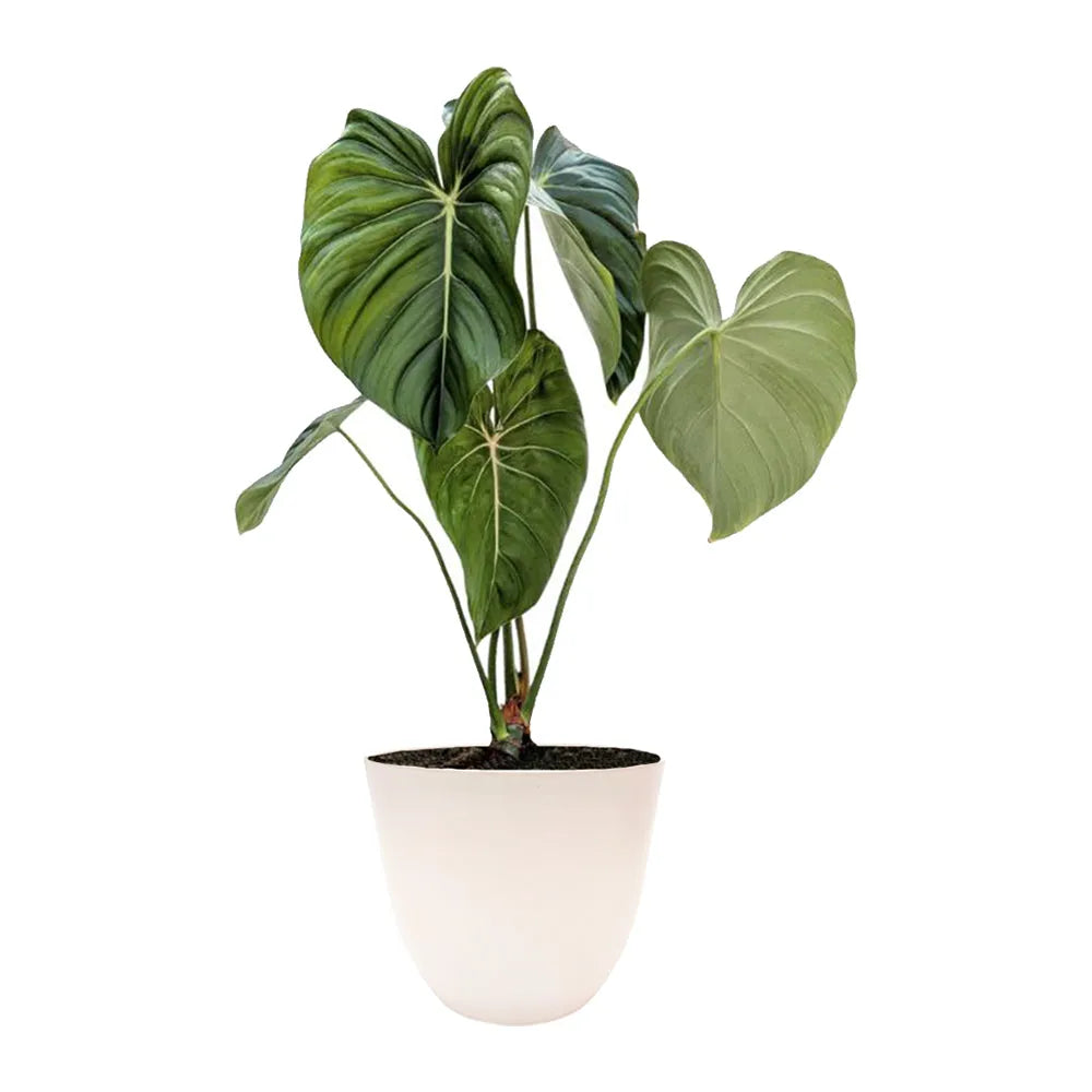 Philodendron Pastazanum - pianta in vaso bianco con foglie grandi e vellutate