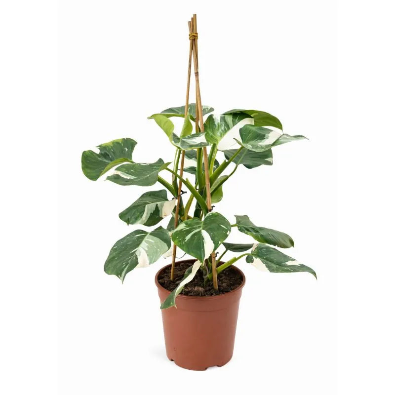 Philodendron white D.24 H.90 cm