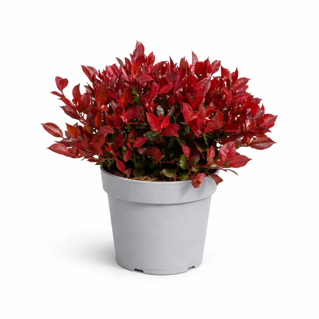 Photinia little red robin D.24 H.50 cm