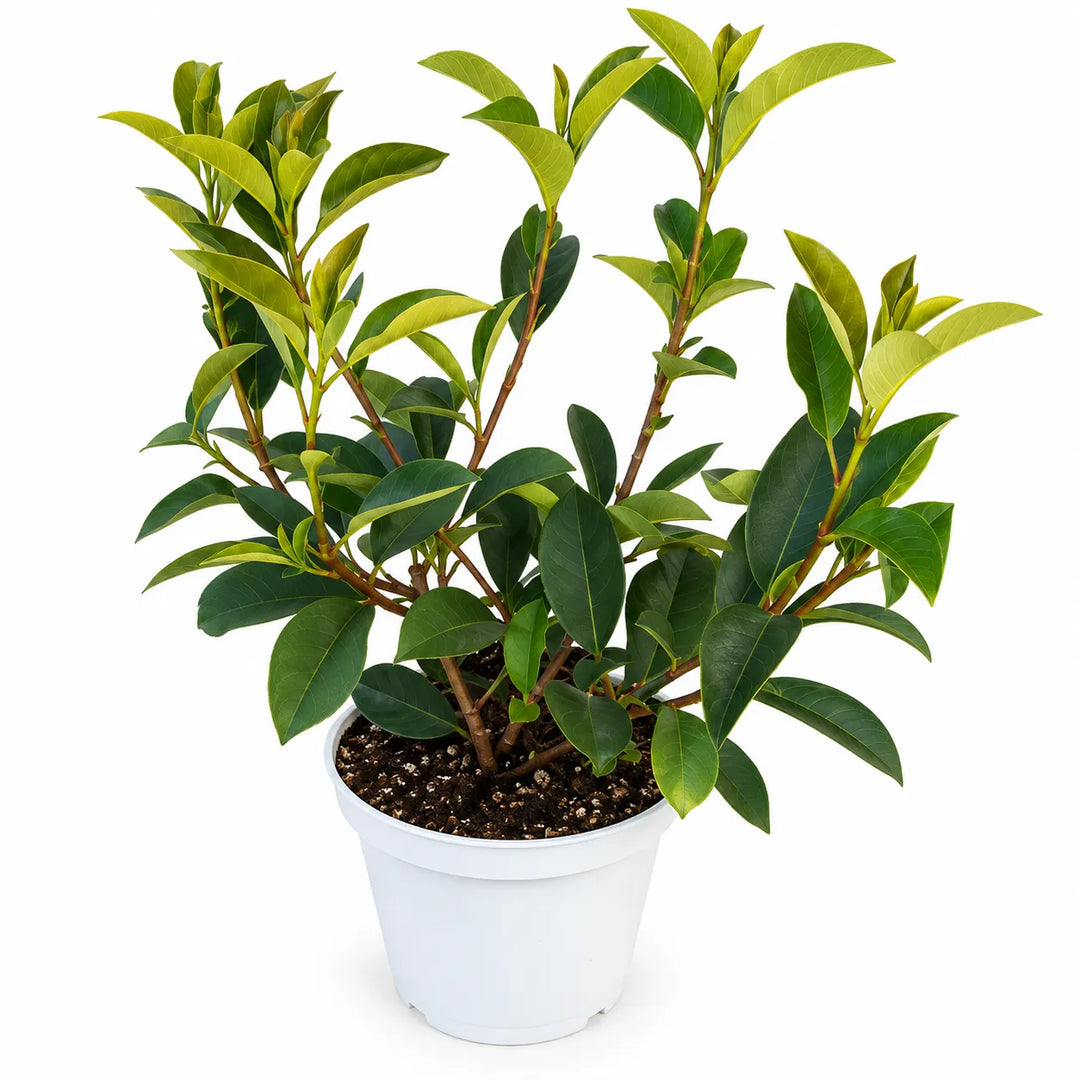 Photinia Fraseri Red Robin D. 18 - H. 45 cm