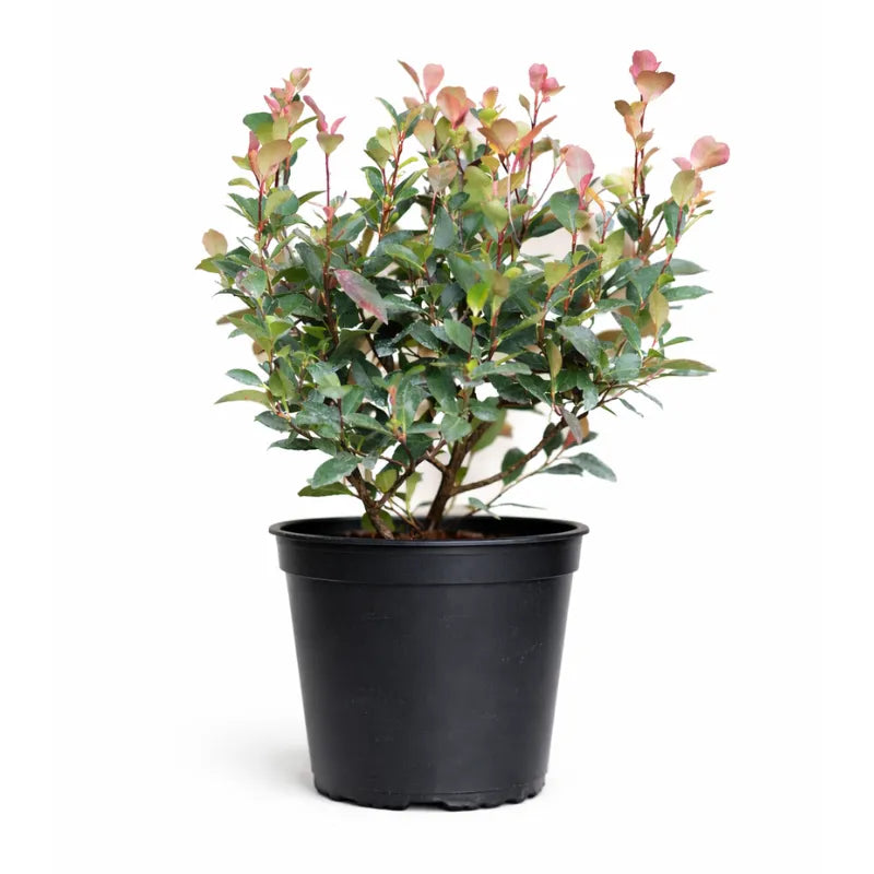 Photinia nana D.24 cm