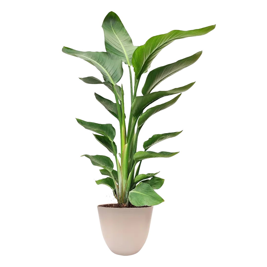 Strelitzia Nicolai 90 cm - pianta tropicale in vaso avorio di plastica riciclata