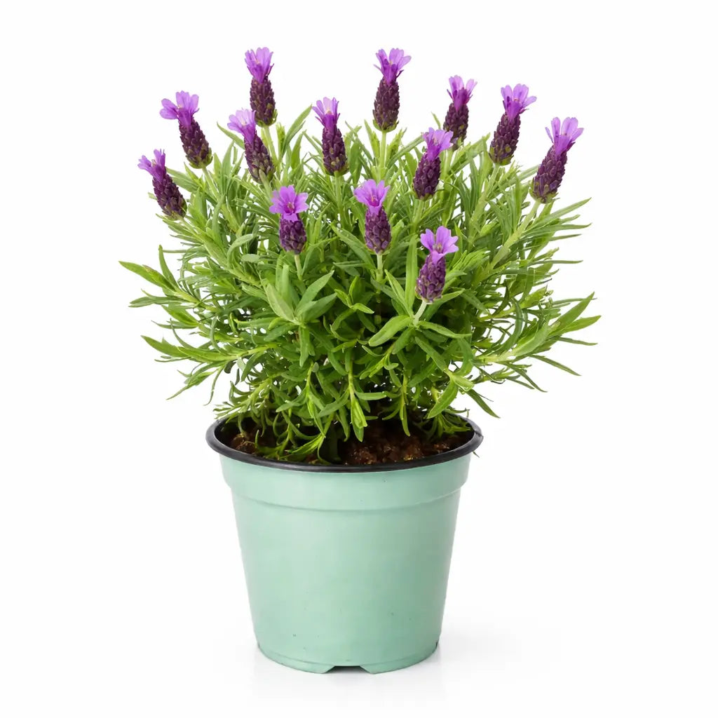 Pianta lavanda in vaso D.14 cm - Pianta lavanda con fiori viola, ideale per balcone e giardino