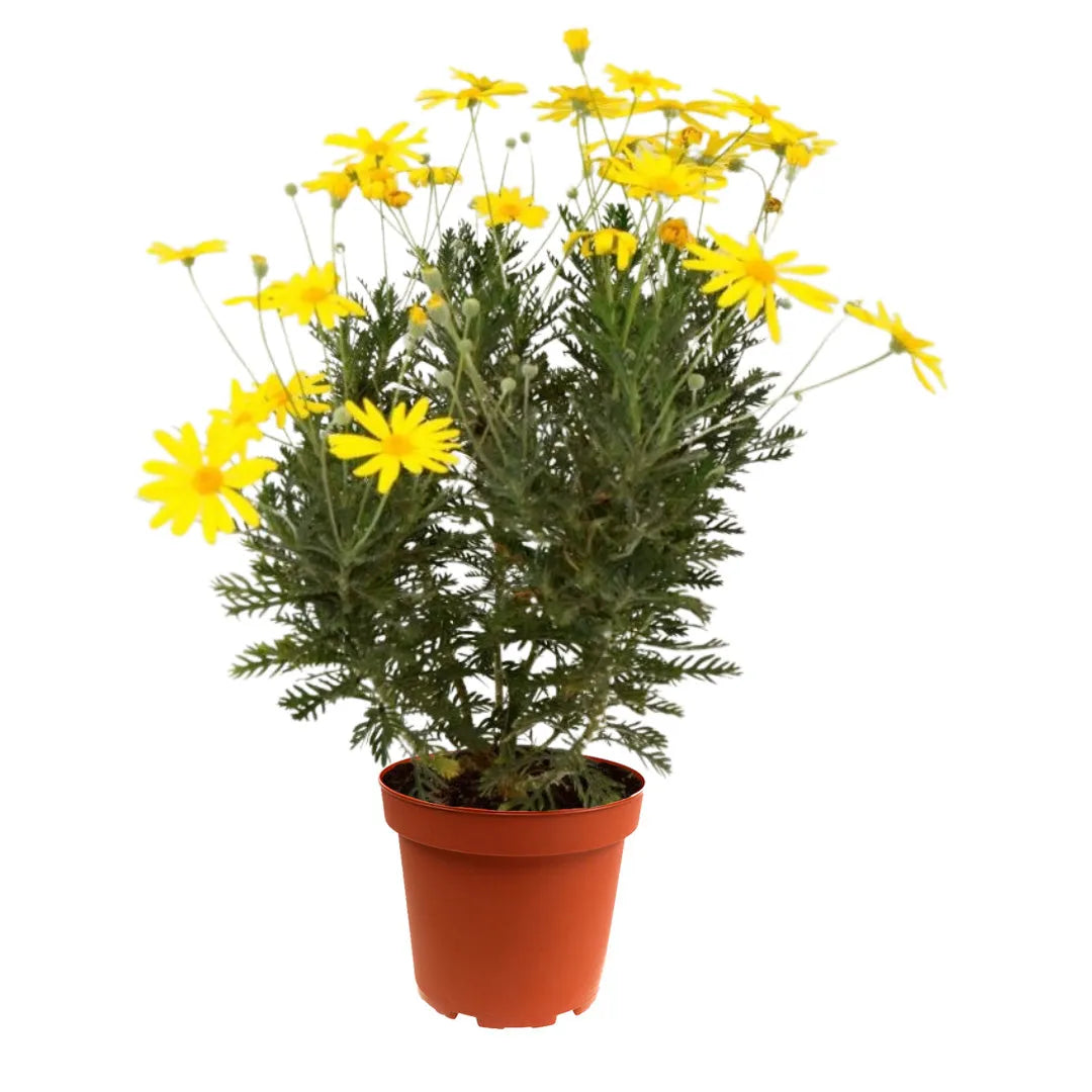 Euryops Pectinatus - pianta da esterno con fiori gialli luminosi in vaso, vista frontale