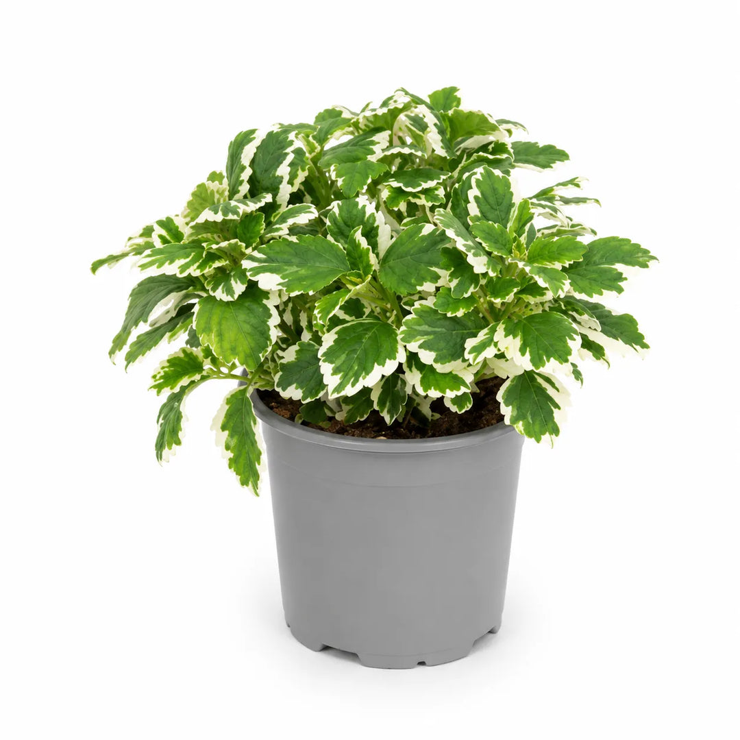 Plectranthus D. 14 - H. 20 cm