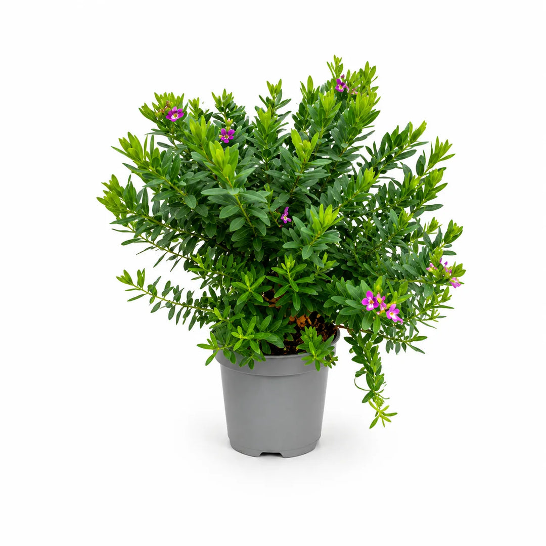 Polygala myrtifolia D.18-H.50 cm