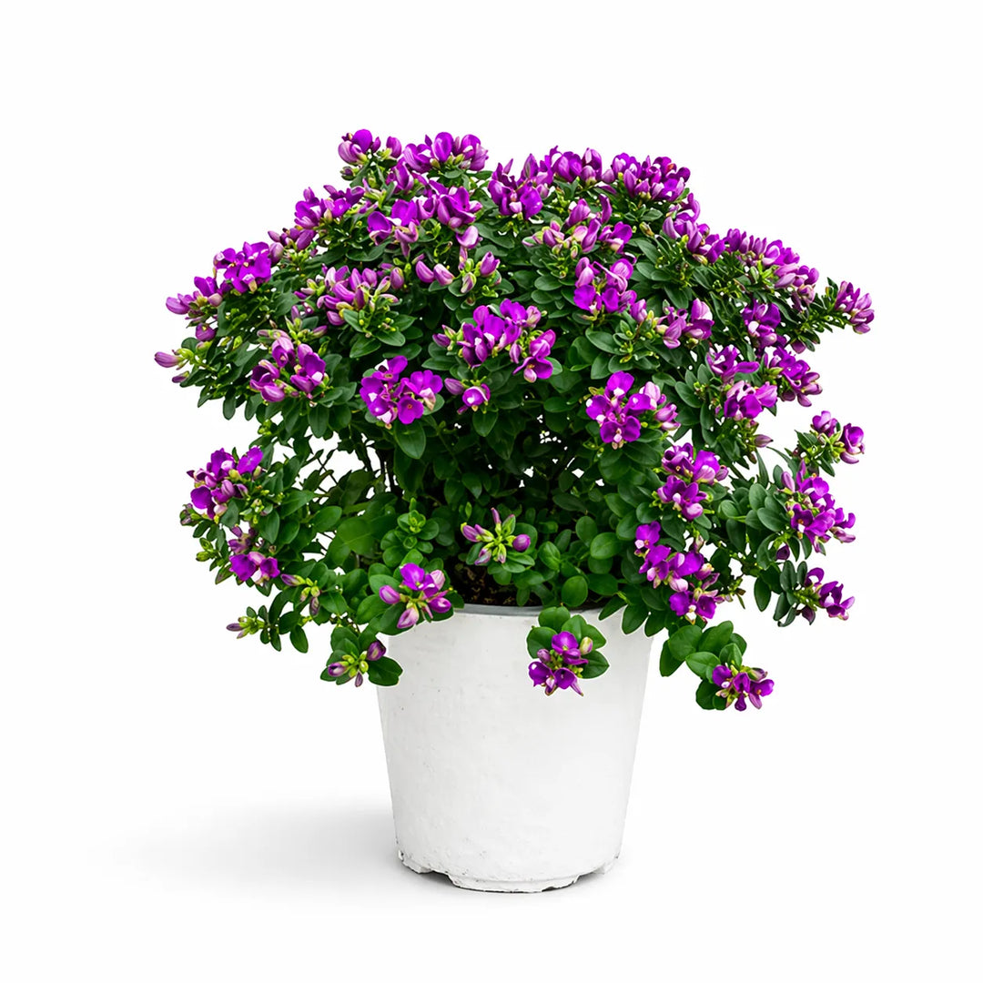 Polygala oppositifolia D.17  H.40 cm