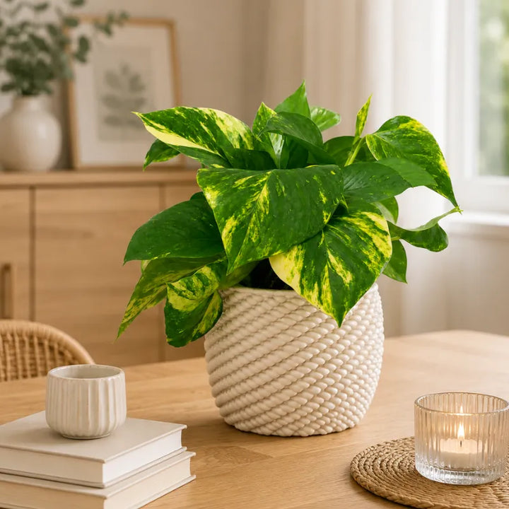 Pianta da interno Pothos Scindapsus Aurea in vaso di ceramica artigianale Carina, ideale per soggiorni moderni e ambienti luminosi.