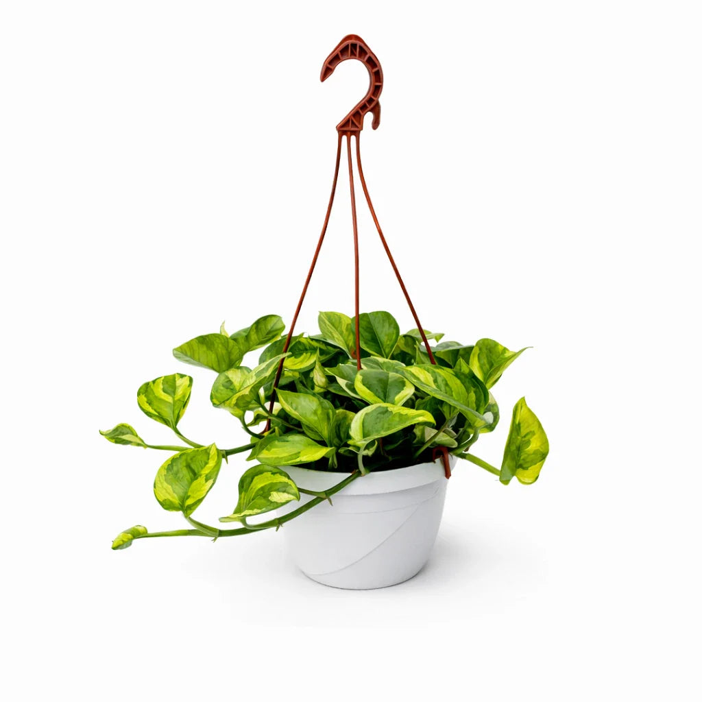 Pothos N&