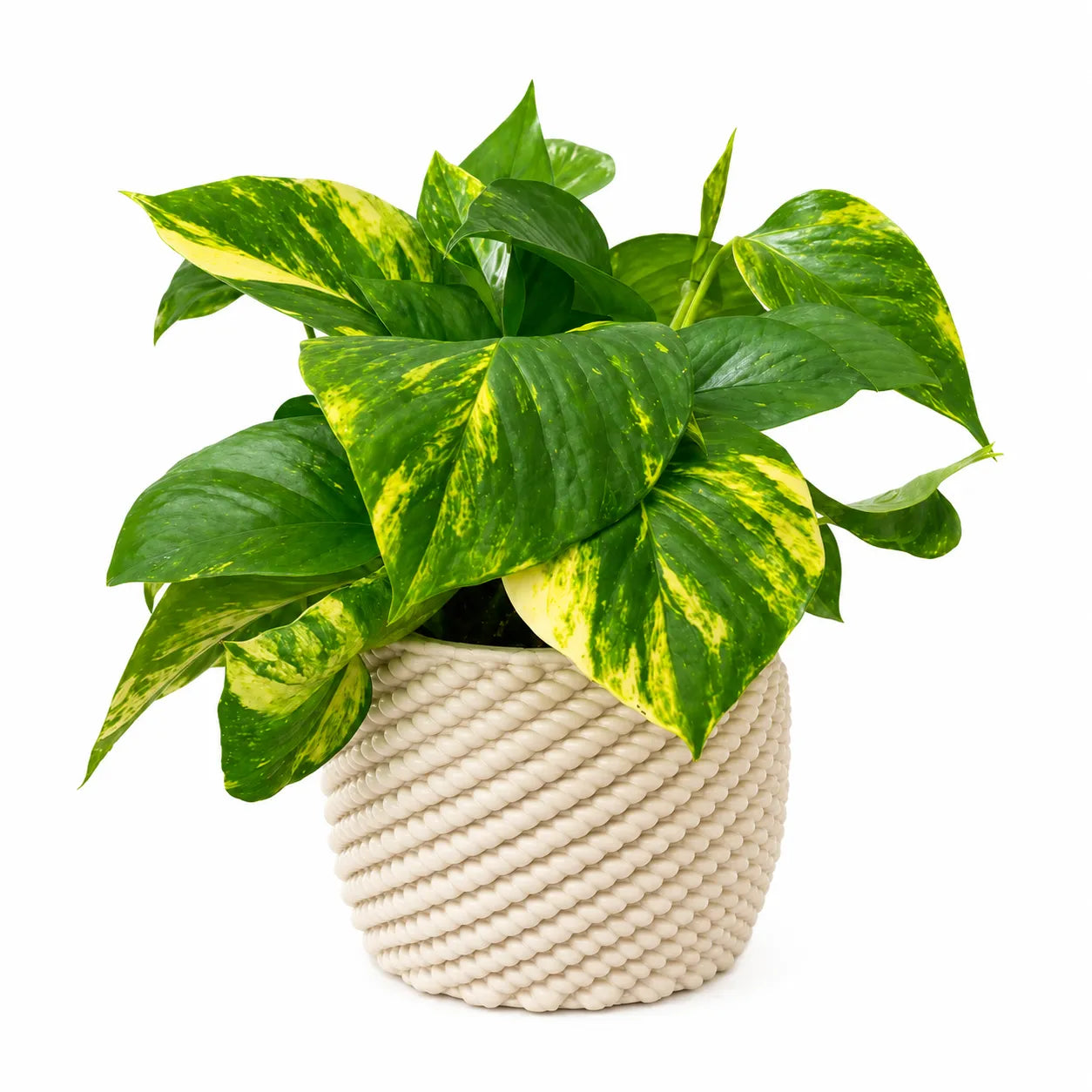 Pothos Scindapsus Aurea con foglie verdi variegate di giallo in vaso di ceramica artigianale Carina color avorio dalla caratteristica lavorazione intrecciata.