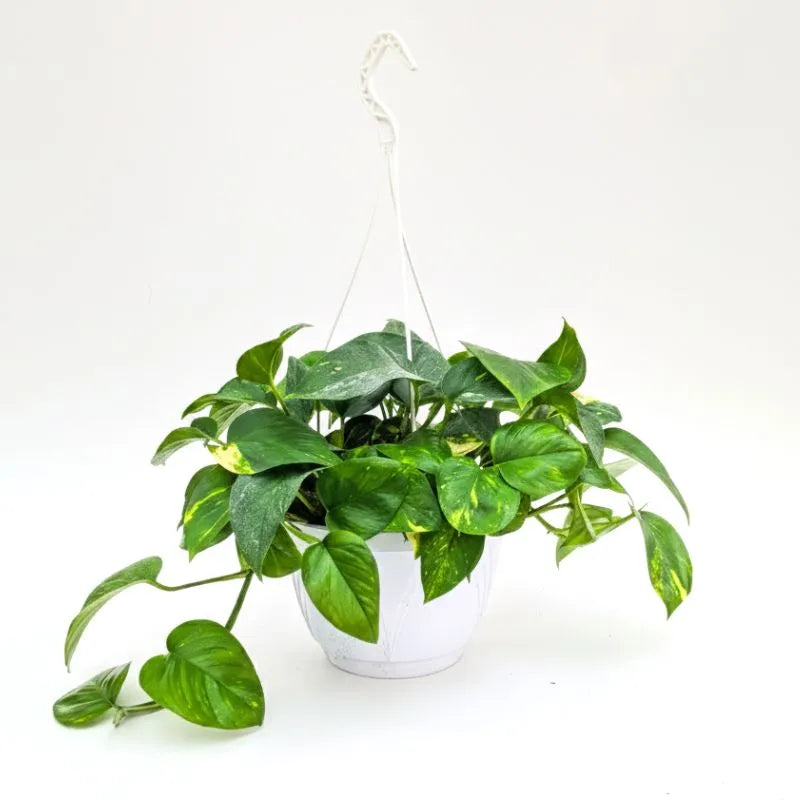 Pothos Scindapsus Aureus - pianta pendente con foglie verdi e variegate gialle in vaso basket