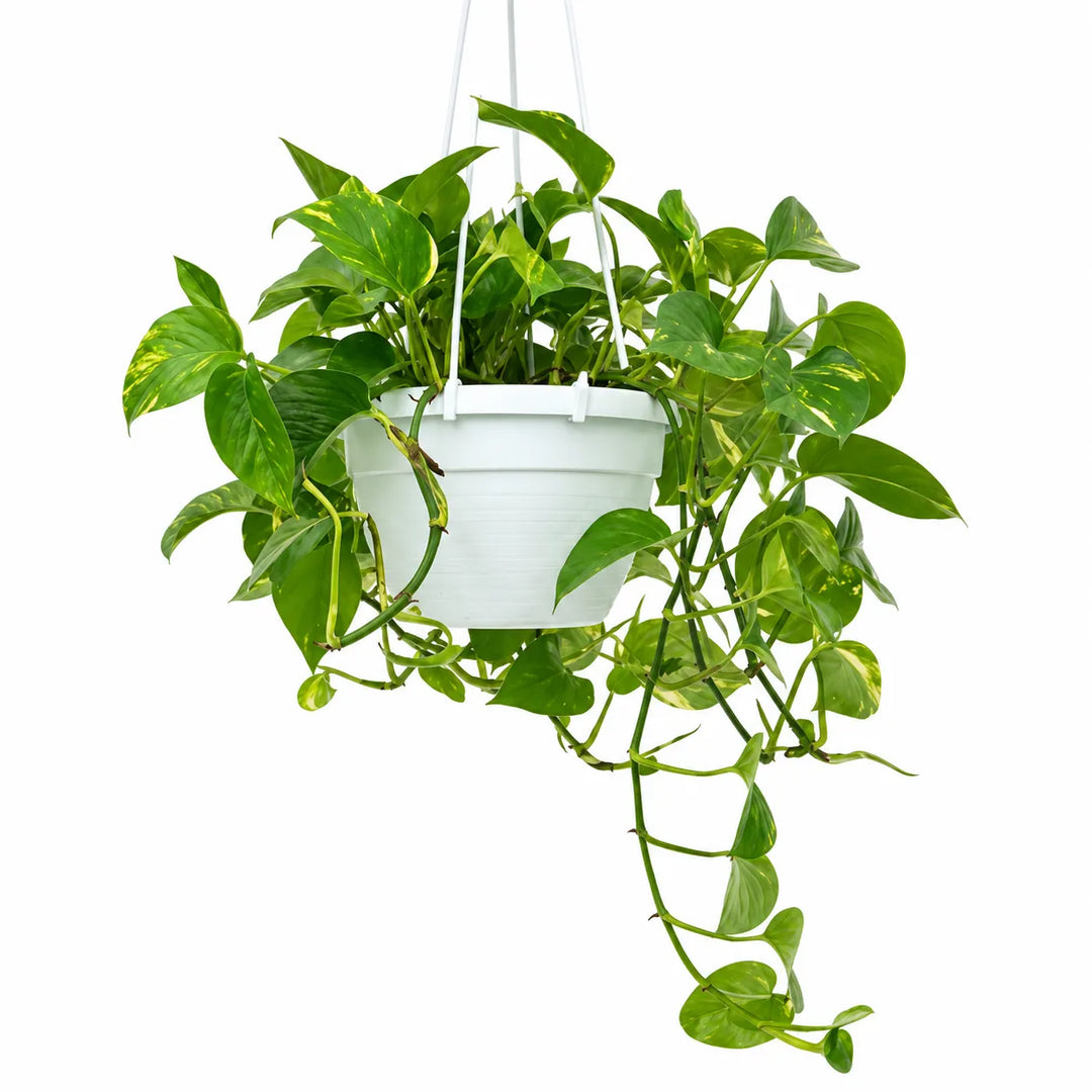 Pothos scindapsus aurea in basket D. 19 - H. 20 cm