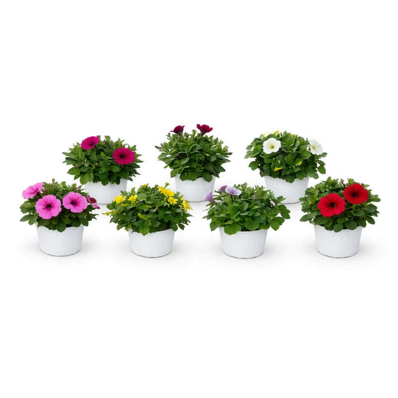 Potunia D.14 H.20 cm