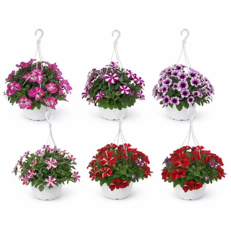 Potunia mix color in basket D.17 H.30 cm