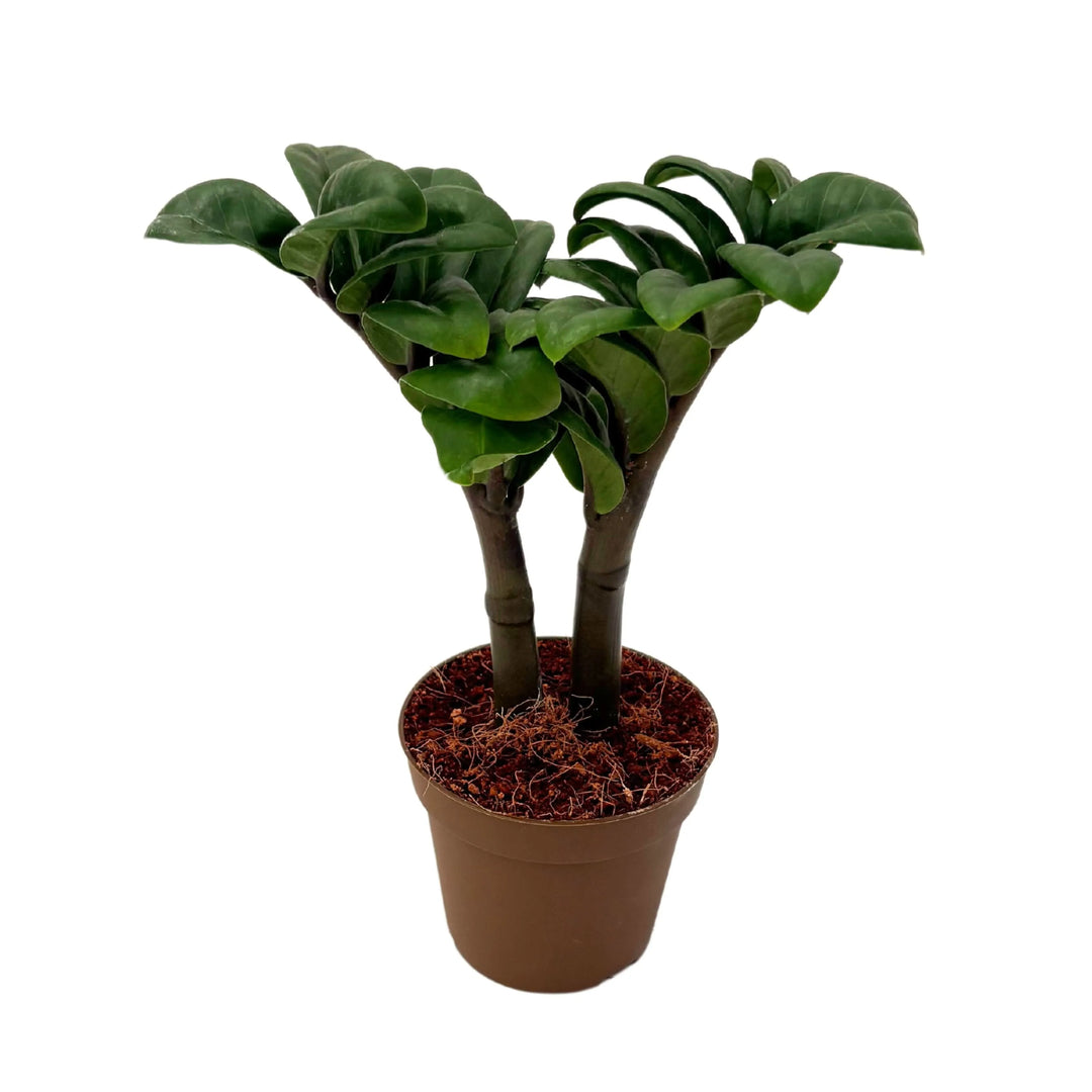 Zamioculcas Zenzi in vaso marrone da 9 cm, pianta d&