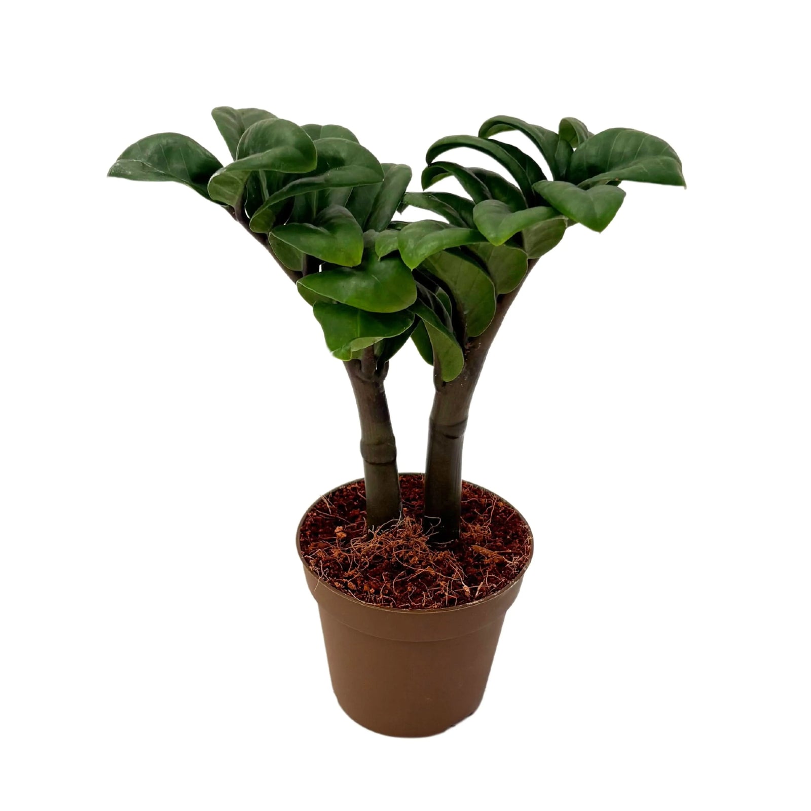 Zamioculcas Zenzi in vaso marrone da 9 cm, pianta d'appartamento compatta con fusti robusti e foglie lucide verde scuro
