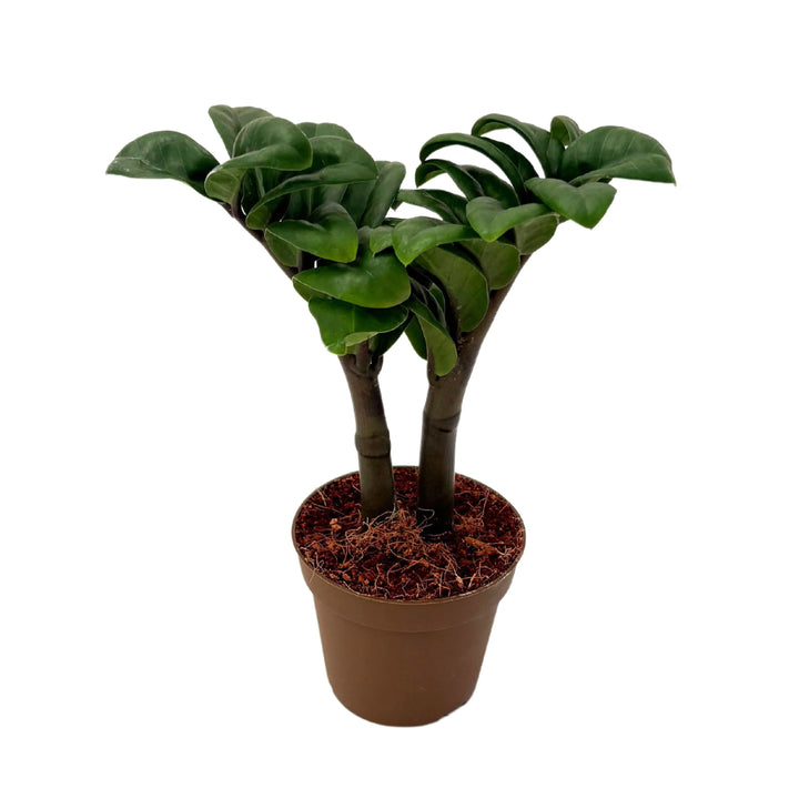 Zamioculcas Zenzi in vaso marrone da 9 cm, pianta d&