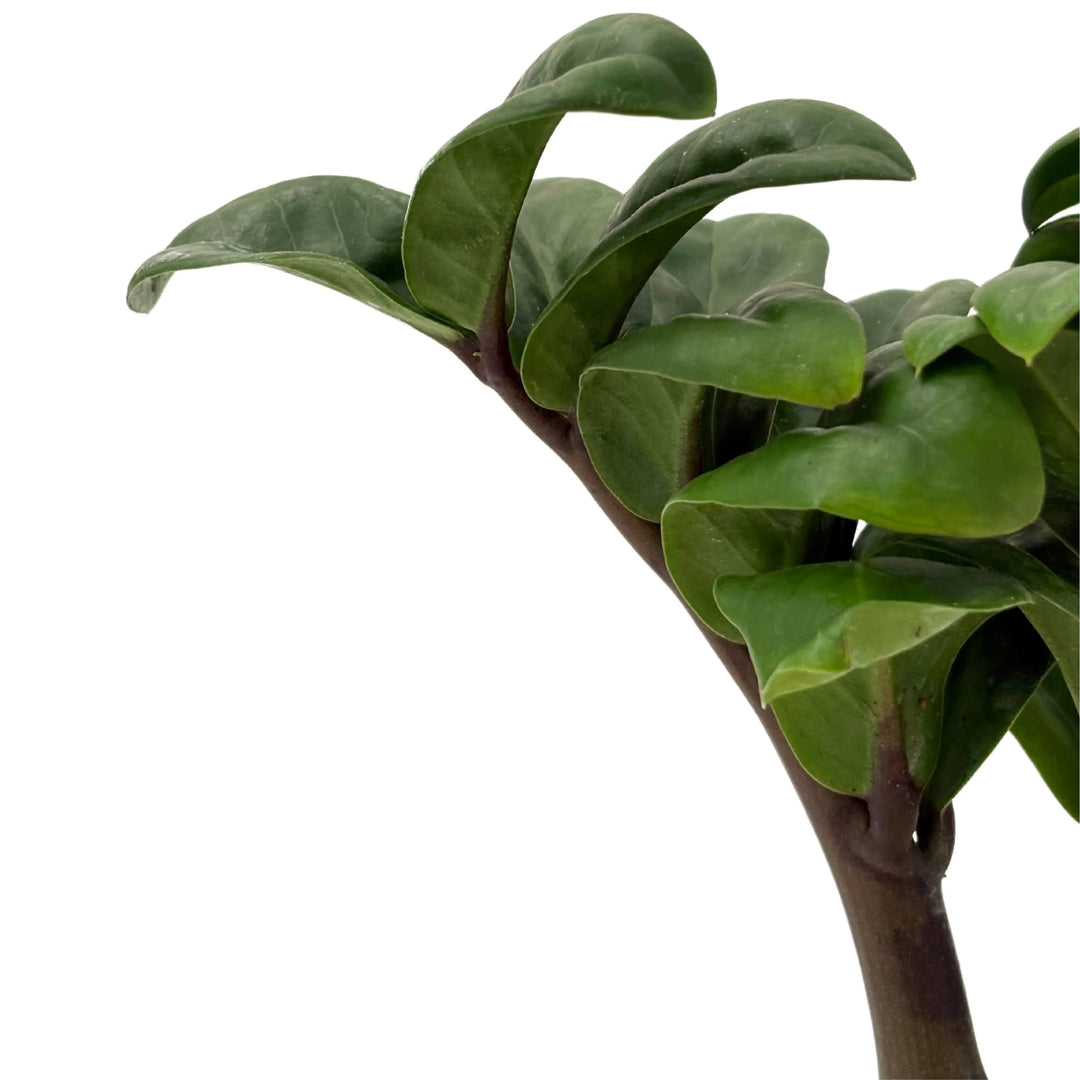 Dettaglio delle foglie spesse e ricurve della Zamioculcas Zenzi, pianta da interno resistente e compatta
