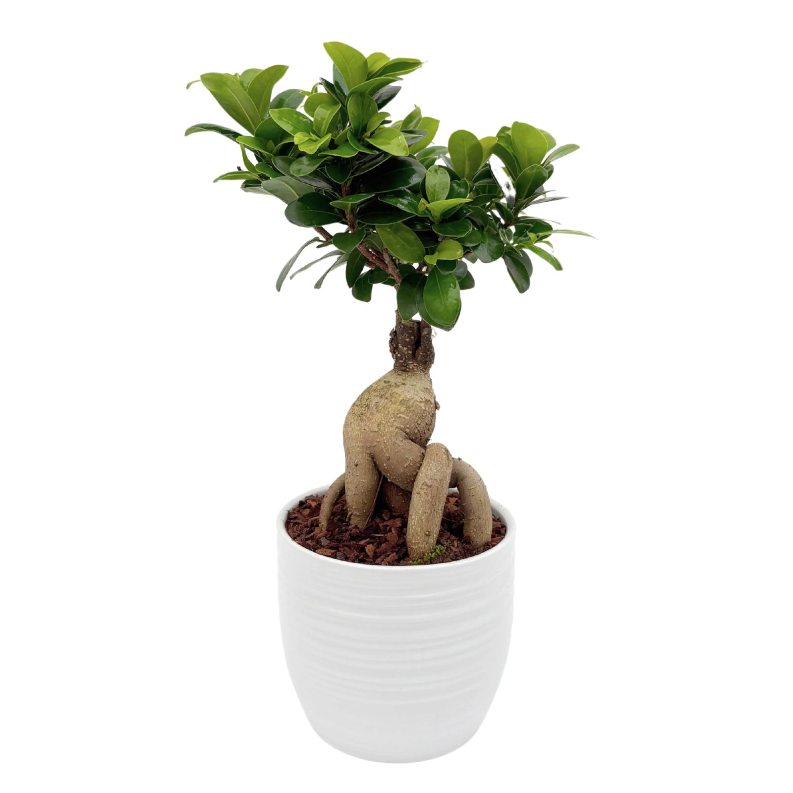 Bonsai Ficus Ginseng 40cm - pianta in vaso di ceramica bianco, vista frontale