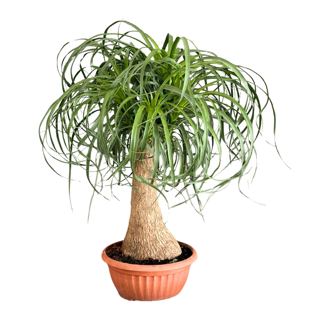 Beaucarnea Mangiafumo - pianta d&