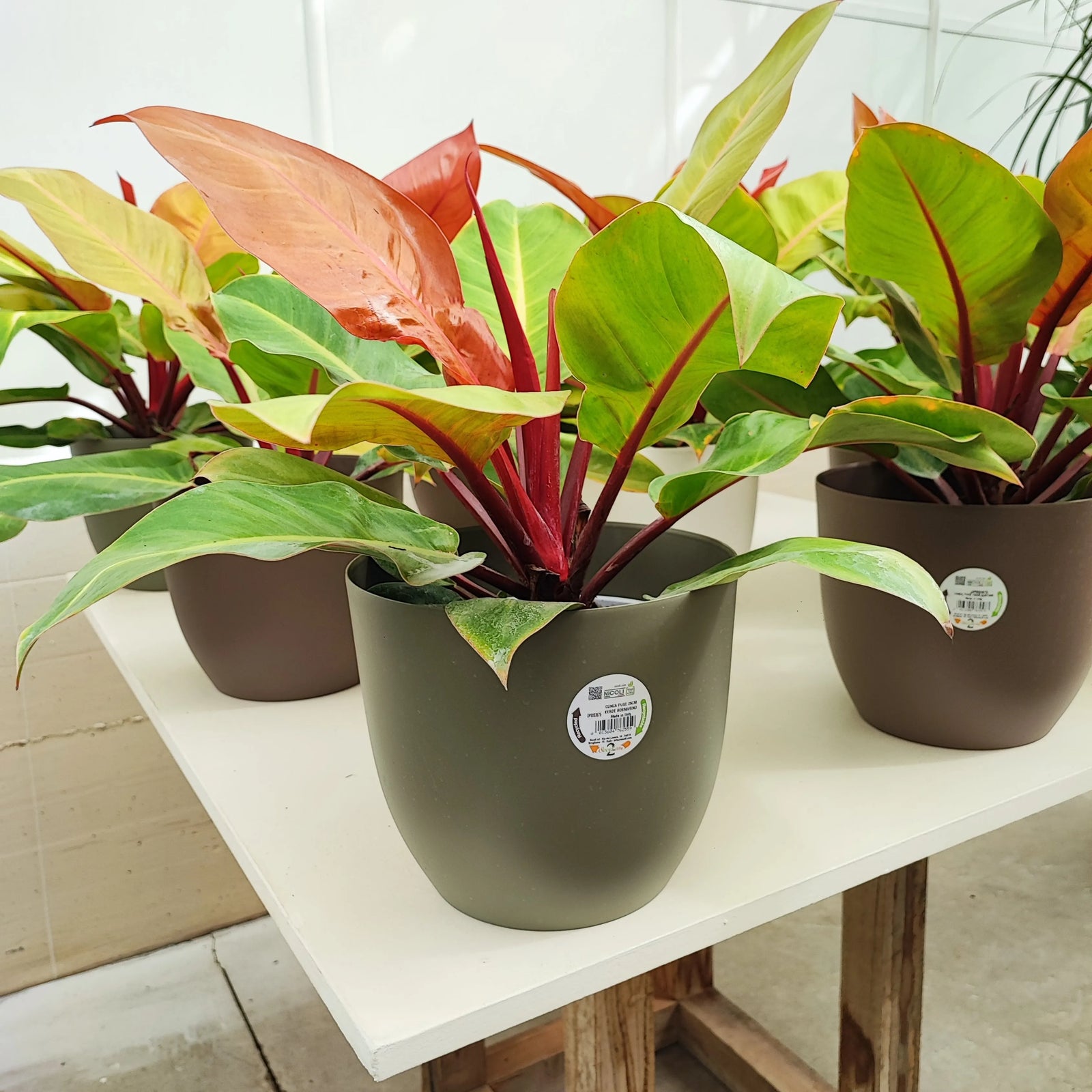 PHILODENDRO ORANGE D. 20 CM - i Giardini di Giulia 