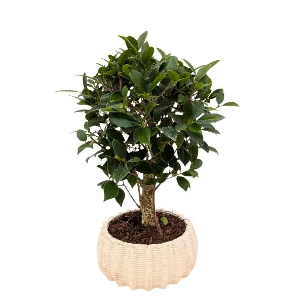 Bonsai Ficus Retusa Ball Shape - pianta in vaso ceramica Dioniso basso