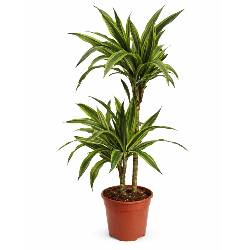Dracaena Lemon Lime - pianta da interno con foglie variegate giallo e verde in vaso di design