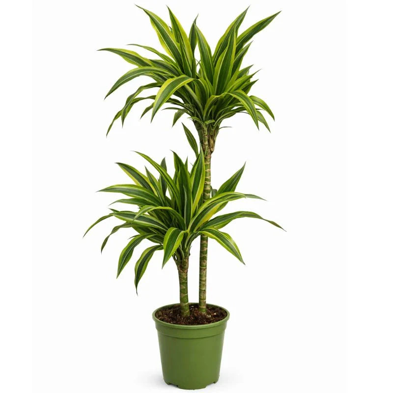 Dracena lemon lime D.24