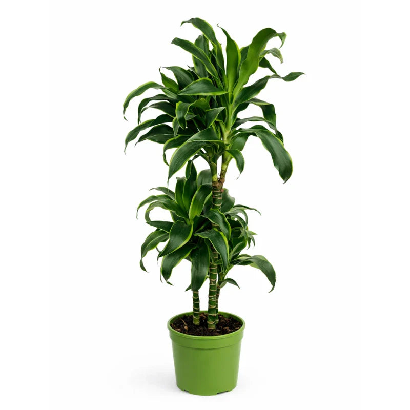 Dracaena dorado D.21 H.90 cm