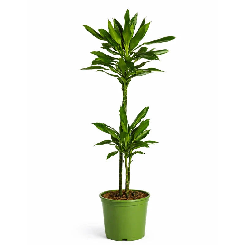 Dracaena janet lind D.24 cm