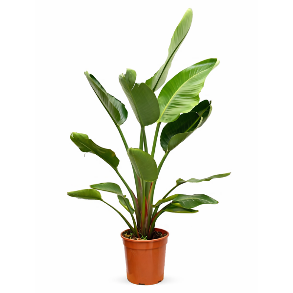 STRELITZIA D. 27