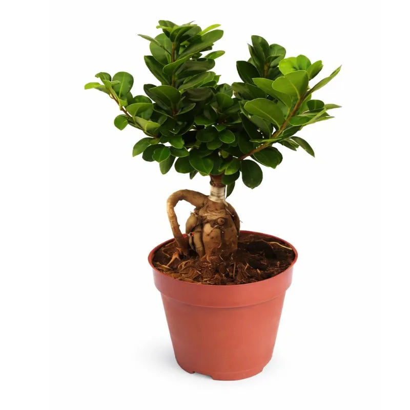Bonsai ficus ginseng in vaso plastica D.14
