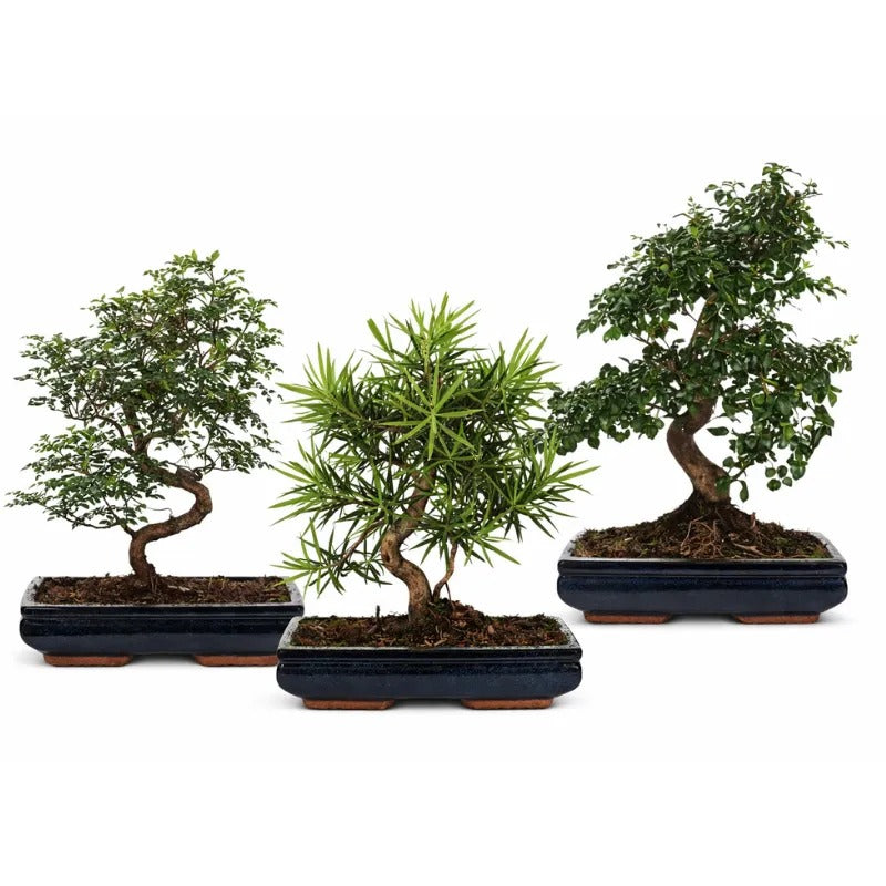 Bonsai mix s shape D.30 cm