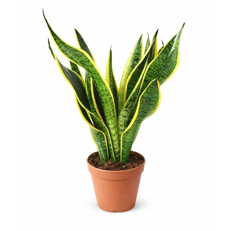 Sansevieria superba D.14 H.40