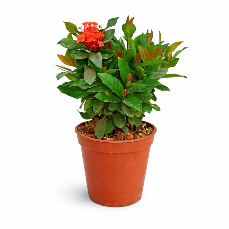Ixora Coccinea online - pianta in vaso con fiori rossi vivaci e foglie lucide
