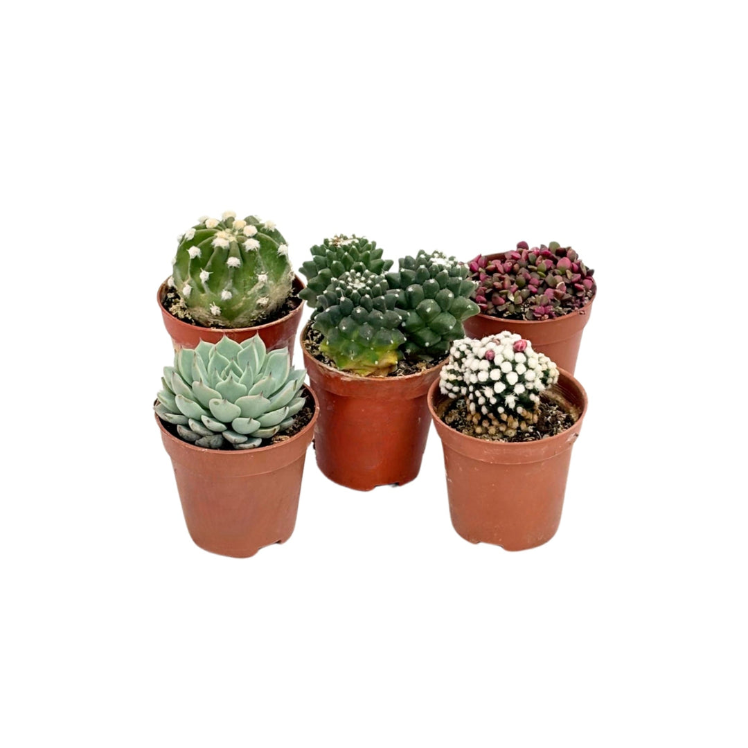 Piante succulente mix D. 5.5 cm