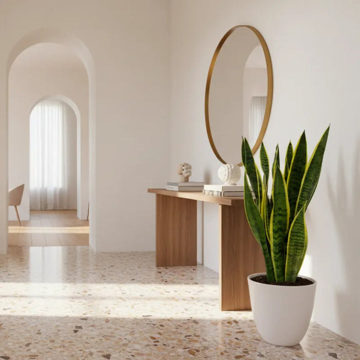 Sansevieria Laurentii - vista dall&