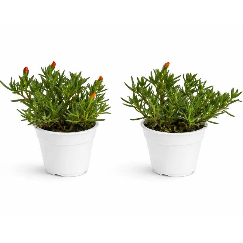 Lampranthus D.14 H.27