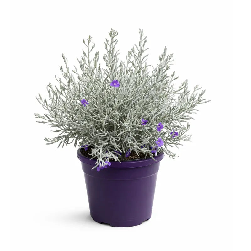 Eremophila nivea D. 22 H.55 cm