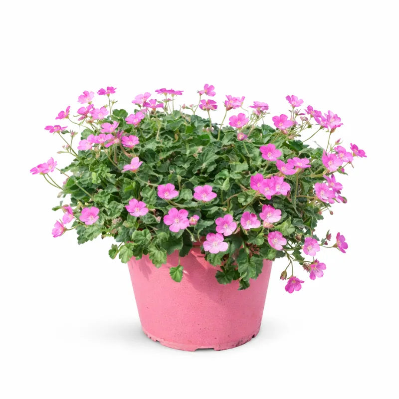 Erodium variabile D.18 H.25 cm