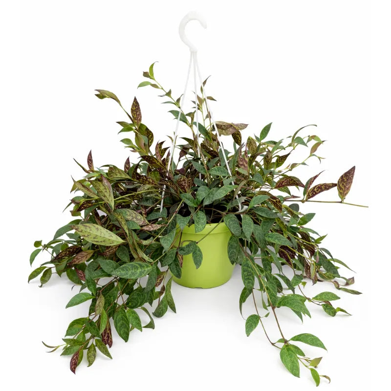 Aeschynanthus Marmorata - Pianta da interno con foglie variegate e fiori rossi in vaso da 20 cm