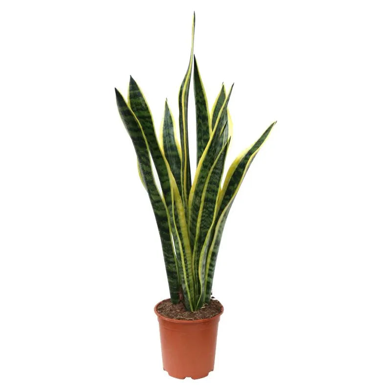 Sansevieria Laurentii D.17 H.60 cm