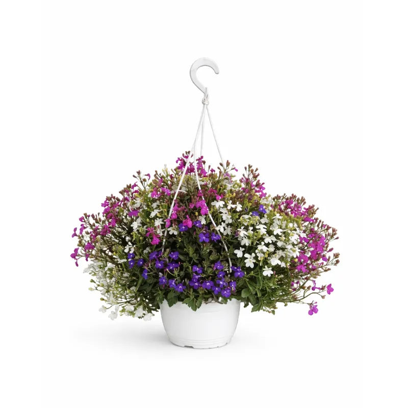 Lobelia trixy in basket D.19 H.35 cm