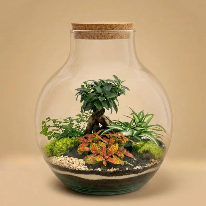 Terrarium Ariel XXL con piante verdi  D. 24 H. 34 CM