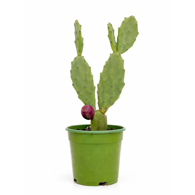 Opuntia vulgaris D.14 H.40 cm