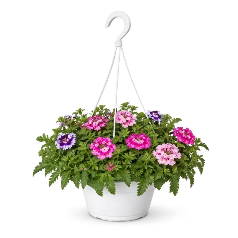 Verbena trixy D.19 cm