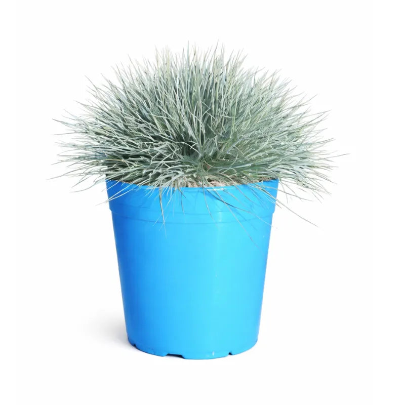 Festuca D.18 H.40 cm